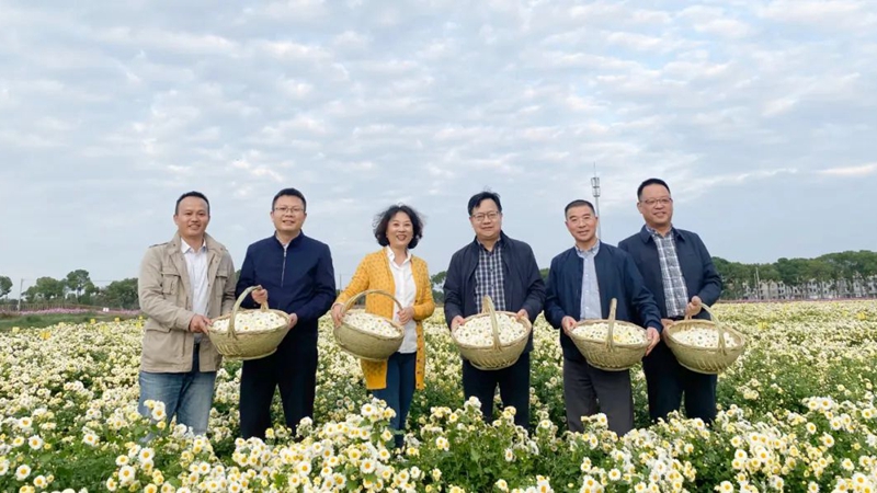 省供銷(xiāo)社副主任沈省文、一級(jí)巡視員張悅到浙農(nóng)杭白菊GAP基地調(diào)研